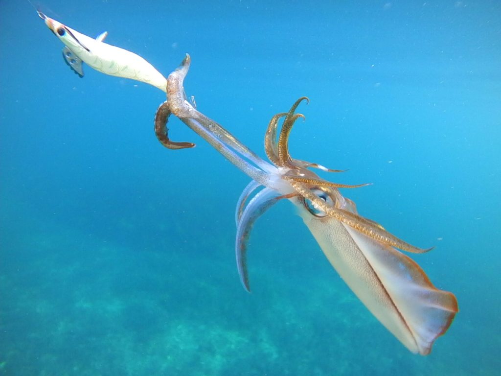 Wallaroo Jetty_Squid-7-1600x1200